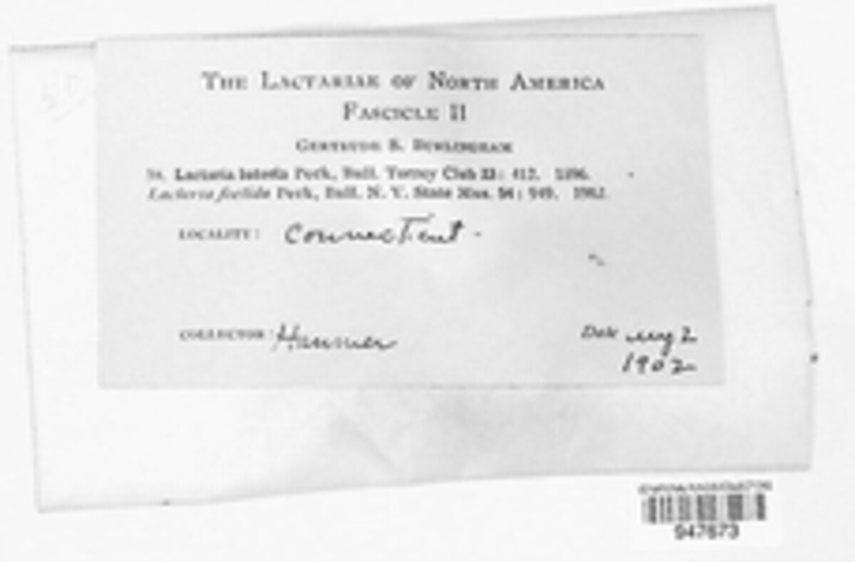 Lactifluus luteolus image
